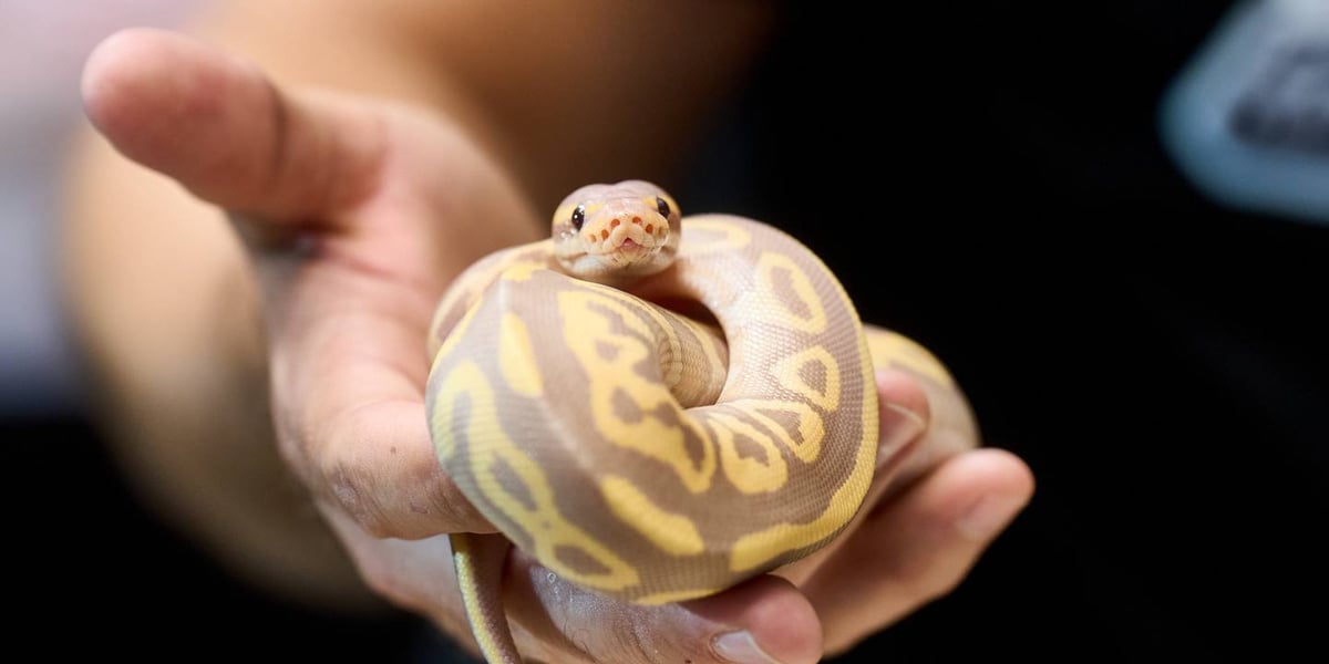 Wąż na ZooEgzotyka Wrocław w Hali Orbita