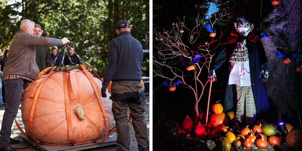 Z lewej ważenie dyni podczas festiwalu w Ogrodzie Botanicznym, obok wieczorne iluminacje z dyniami