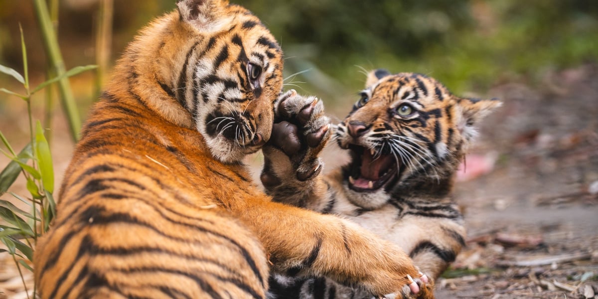 Dwa tygryski bawią się wybiegu w ZOO Wrocław