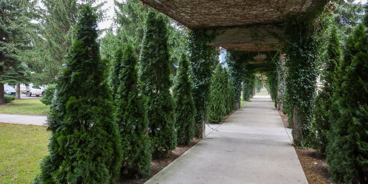 Obiekt typu pergola, kolumny i drzewka iglaste na zielonym terenie