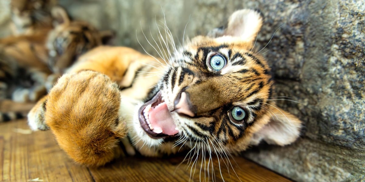 Tygrysek sumatrzański, jeden z czterech, które przyszły na świat w październiku we wrocławskim ZOO