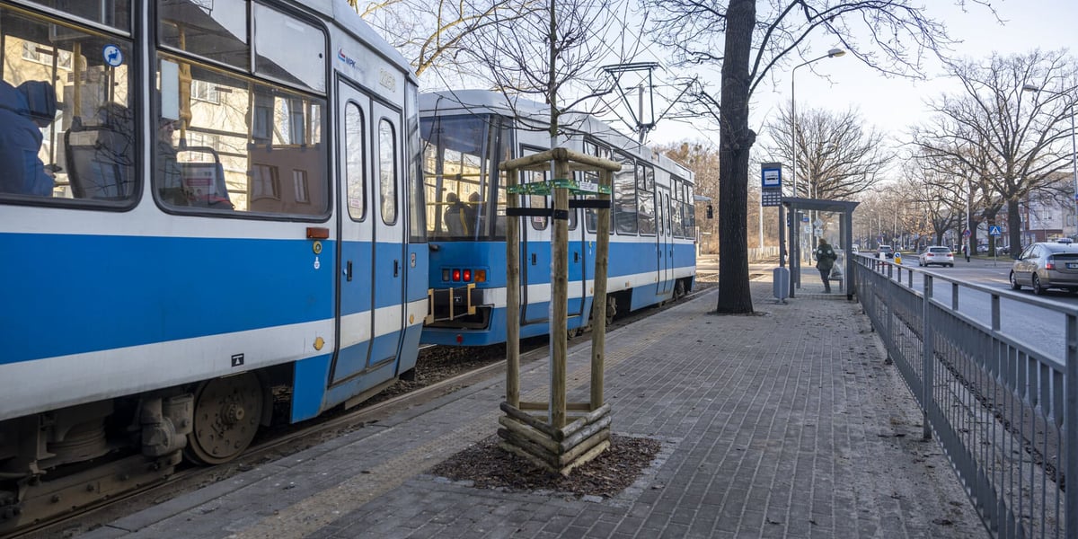Dąb zasadzony na przystanku na Biskupinie. W tle tramwaj stojący na przystanku