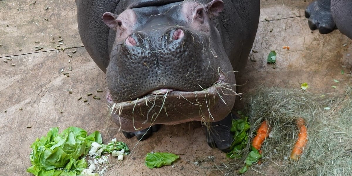 Hipopotam z wrocławskiego zoo