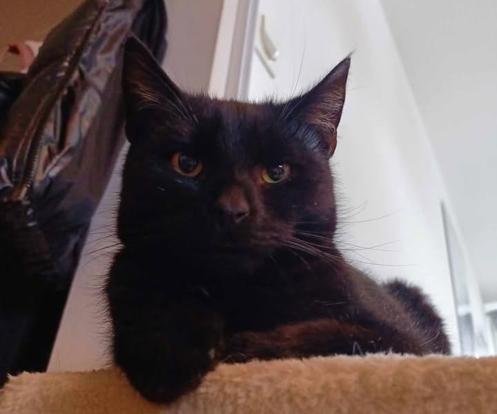 Kot Batcat