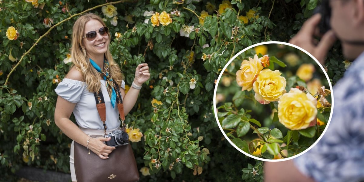 Na dużym zdjęciu uśmiechnięta kobieta pod ścianką różaną fotografowana przez przyjaciela, na małym zdjęciu zbliżenie na krzak róży