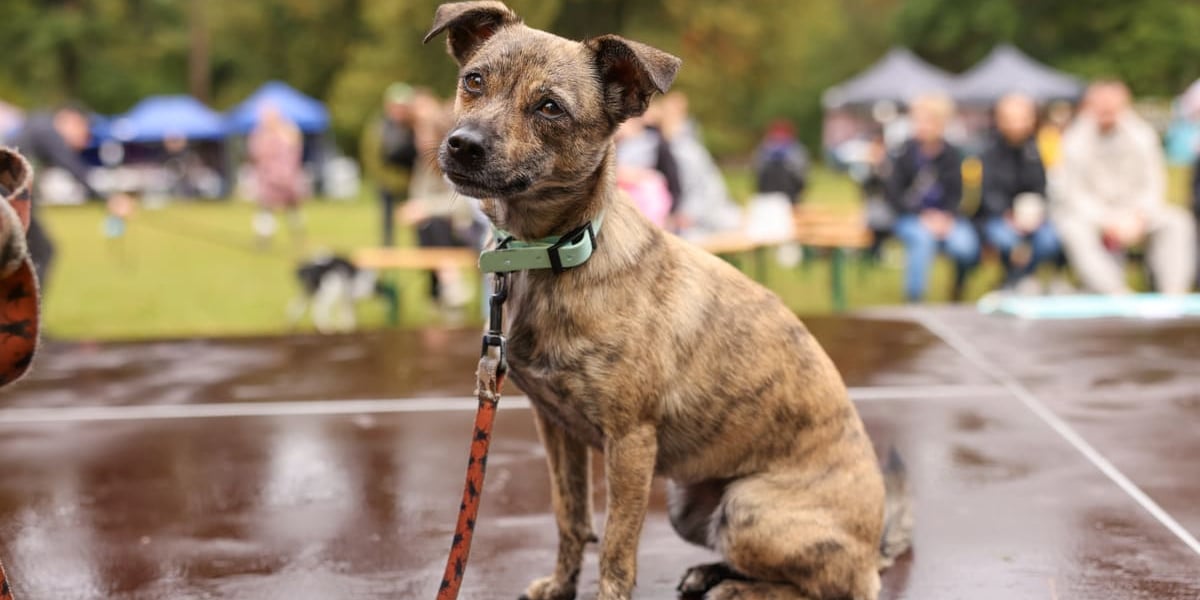 Piknik Adopciaka zorganizowany przez Grupę Ratuj w parku Grabiszyńskim. Wrocław, 14.09.2025. Na zdjęciu jeden z uczestniczących w pikniku psiaków.