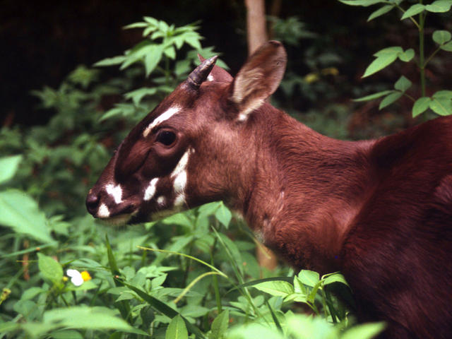 ZOO ratuje zagrożone wytępieniem saole