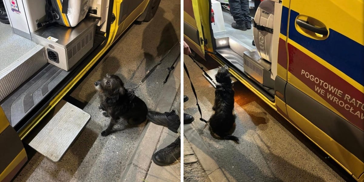 Suczka, która uratowała swojego pana, czeka pod ambulansem, aż zostanie mu udzielona pomoc