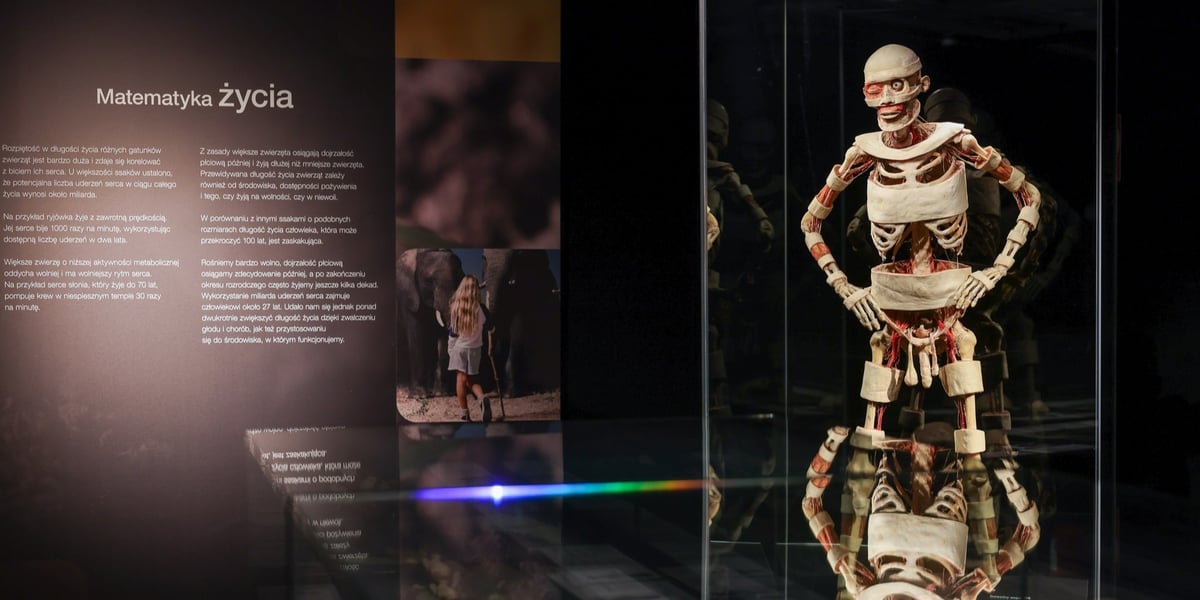 Wystawa Body Worlds we Wrocławiu - otwarcie (preview)