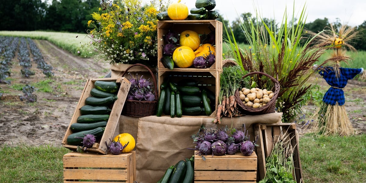 Plony Farmy Miejskiej Wrocław