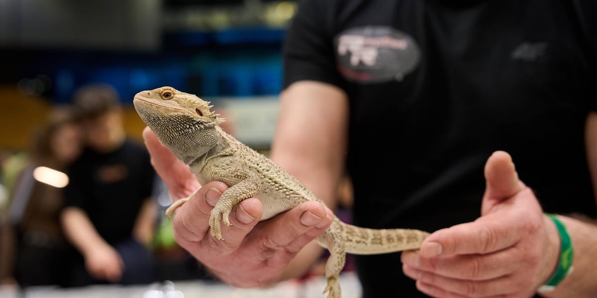 Targi Zooegzotyka w Hali Orbita