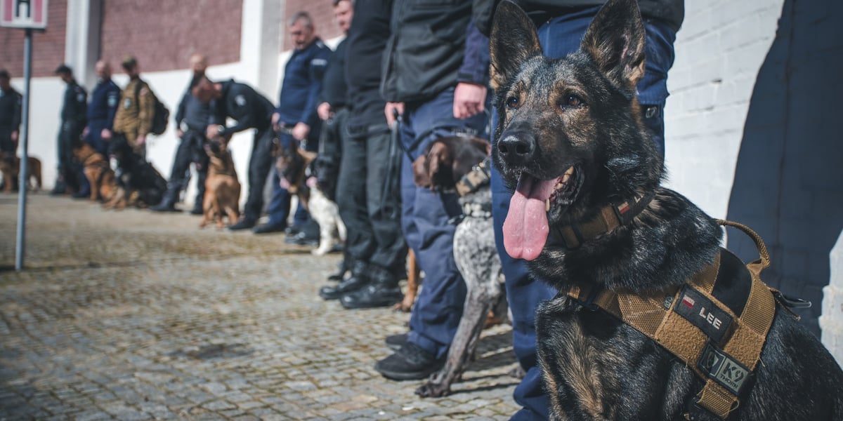 Psy ze swoimi przewodnikami, w szeregu pod ścianą