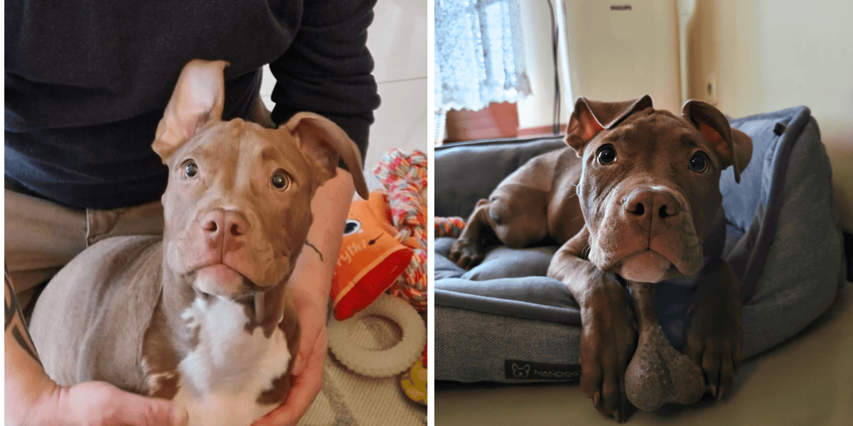 Lulu w adaptuje się w nowym domu, do którego przyjechała w niedzielę 22 marca