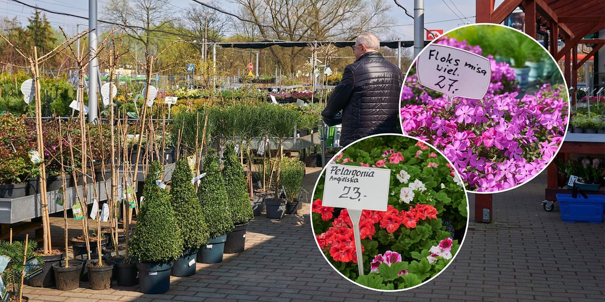 Centra i sklepy ogrodnicze we Wrocławiu z wiosenną ofertą roślin 