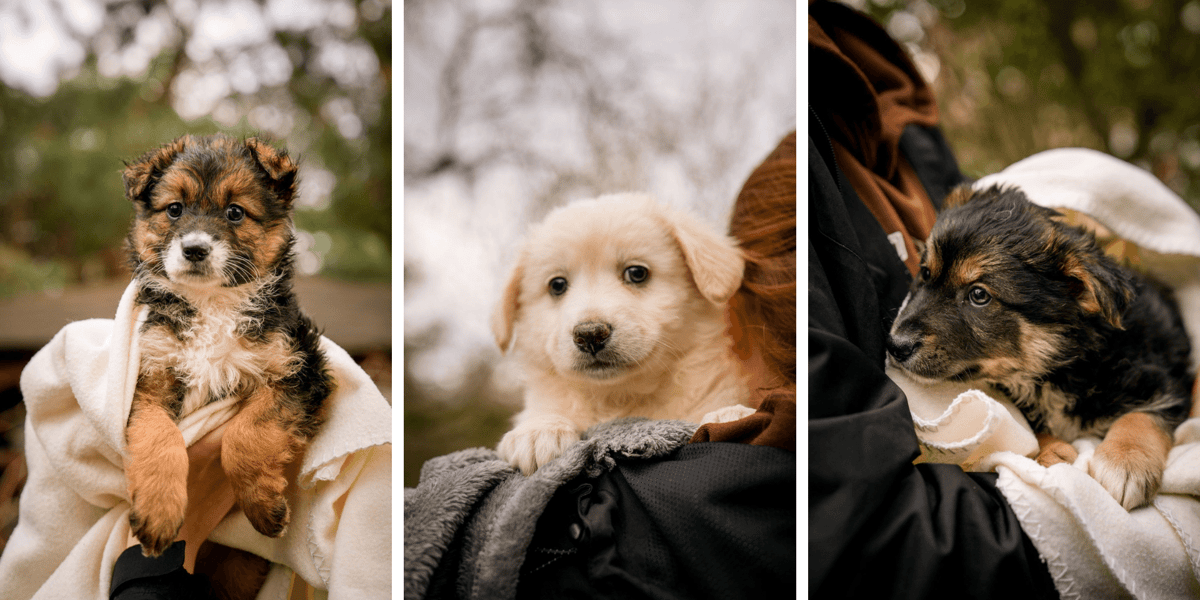 Leśnica, Różanka i Grabiszyn, trzy z sześciu szczeniaków o imionach jak wrocławskie osiedla, czekające na adopcję w azylu Grypy RATUJ we Wrocławiu