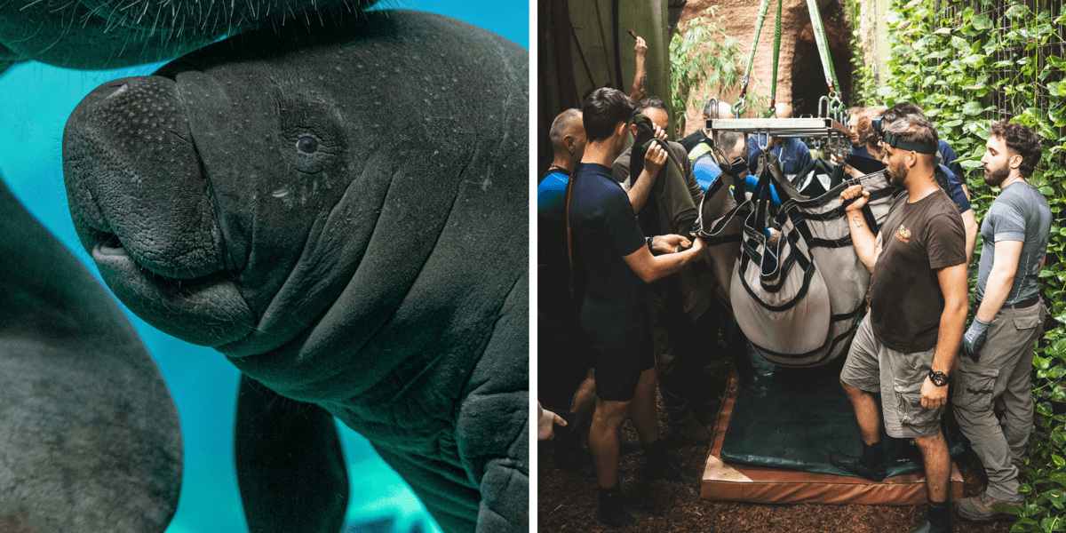 Kolaż 2 zdjęć. Z lewej manat karaibski Ambroży krótko po narodzinach, z prawej dorosły Ambroży w trakcie przygotowań do podróży