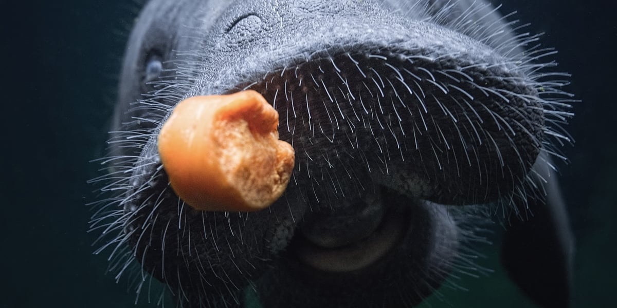 Manat  z wrocławskiego zoo przy posiłku