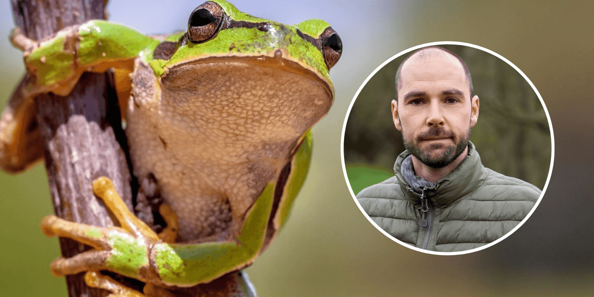 Kolaż dwóch zdjęć. W tle rzekotka drzewna, jeden z 11 gatunków płazów mieszkających we Wrocławiu, w kółku dr hab. Krzysztof Kolenda, kierownik Zakładu Biologii Ewolucyjnej i Ochrony Kręgowców Uniwersytetu Wrocławskiego