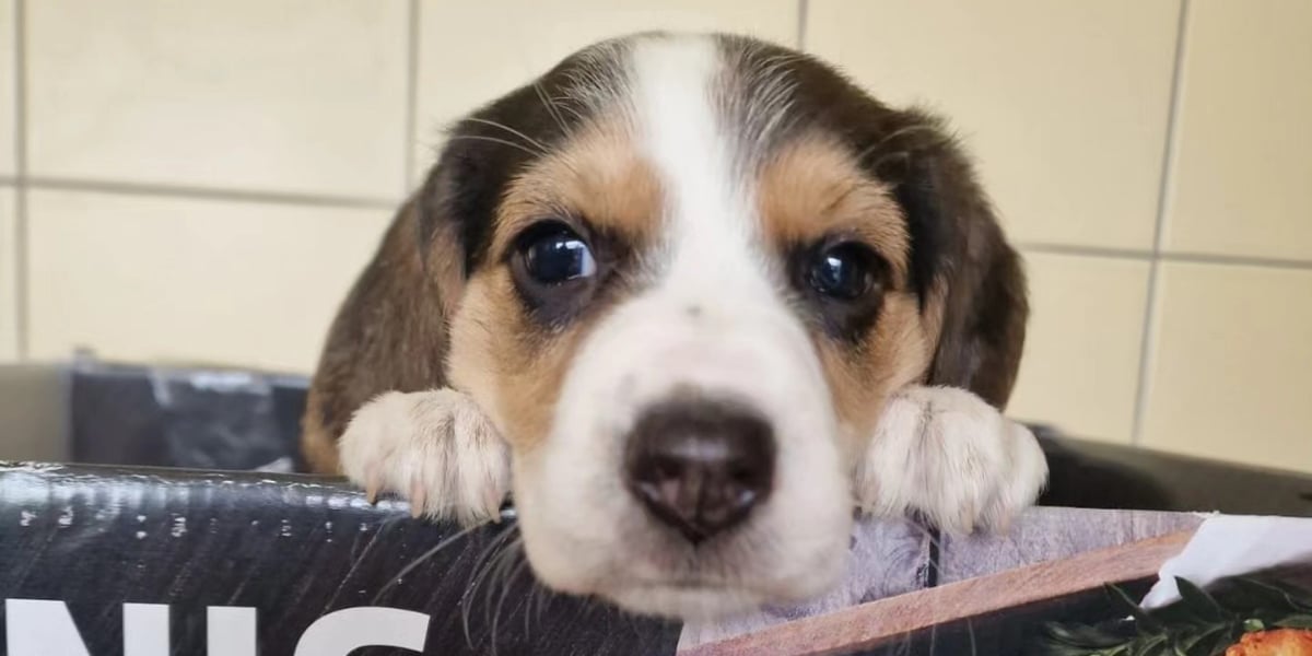 Jeden spośród pięciorga szczeniaków, które ostatnio trafiły do wrocławskiego Schroniska dla Bezdomnych Zwierząt. Niedługo cala piątka będzie szukała domu