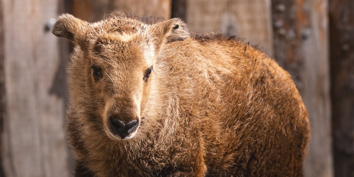 Młodziutka samiczka takina złotego z wrocławskiego zoo