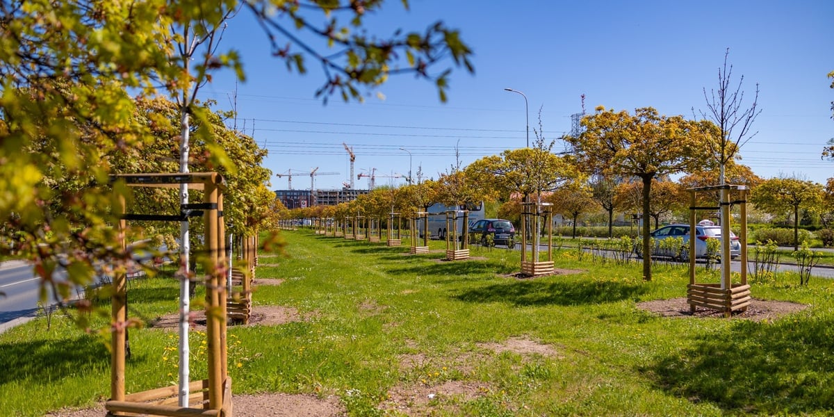 Zielona Aleja Armii Krajowej 