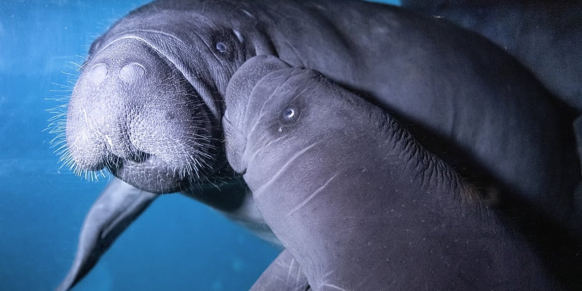 Manaty urodzone we wrocławskim zoo w ogrodzie zoologicznym Pairi Daiza w Belgii