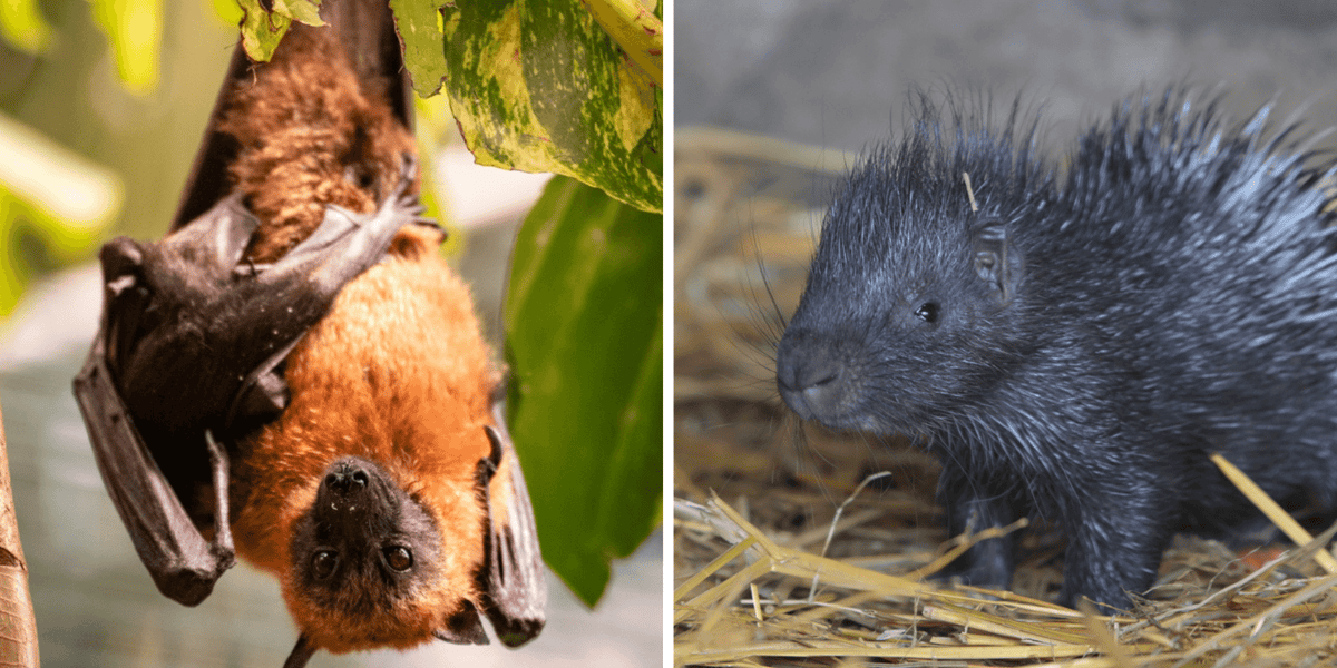 Kolaż 2 zdjęć: z lewej rudawki madagaskarskie, z prawej mały jeżozwierz
