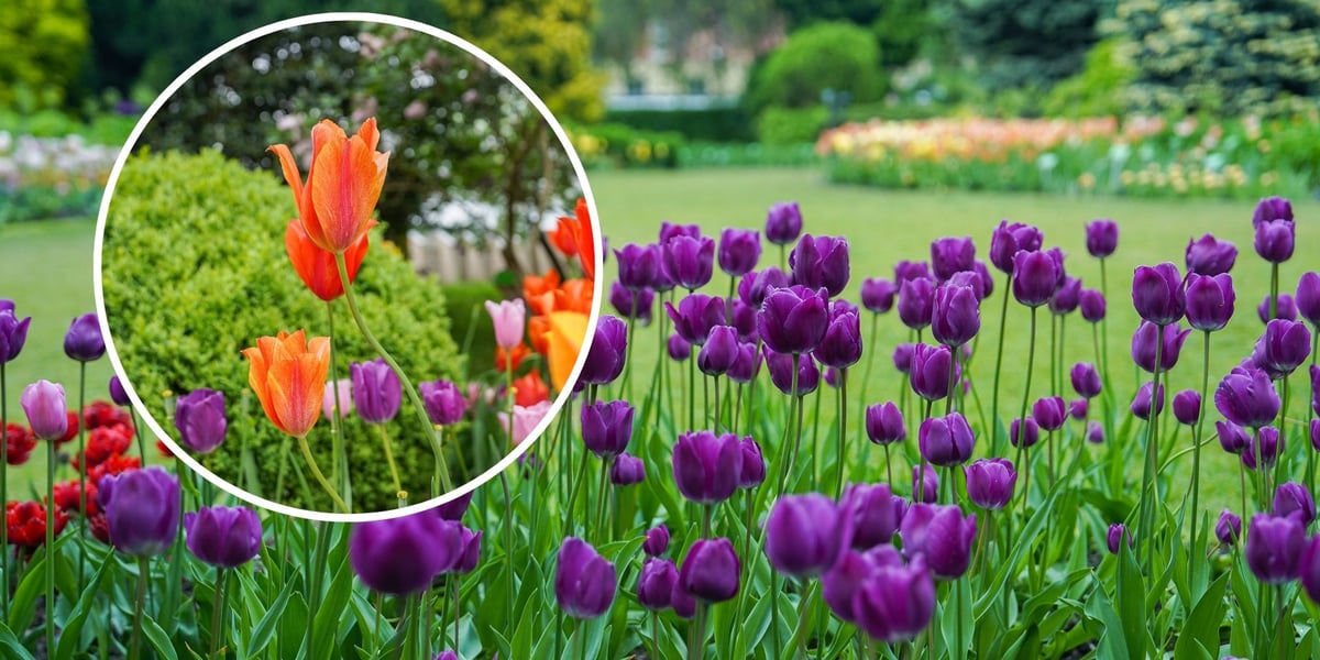 Zdjęcie przedstawiające fioletowe tulipany na tle trawnika i klombów w botaniku, po lewej w okrągłym kadrze - zbliżenie na czerwono-pomarańczowego tulipana.