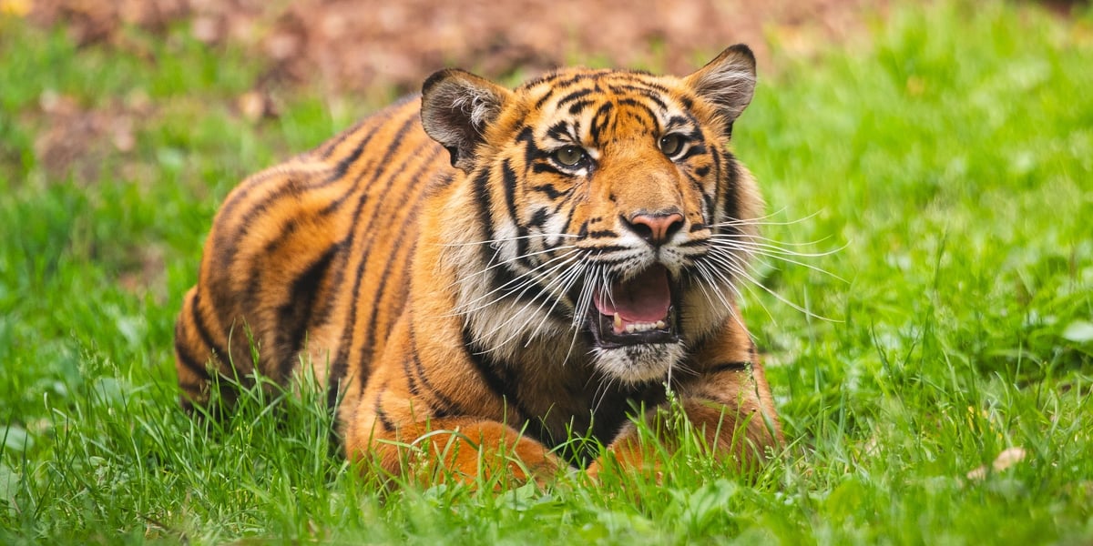 Tygrys sumatrzański Musi, jeden z czworaczków, które przyszły na świat we wrocławskim zoo