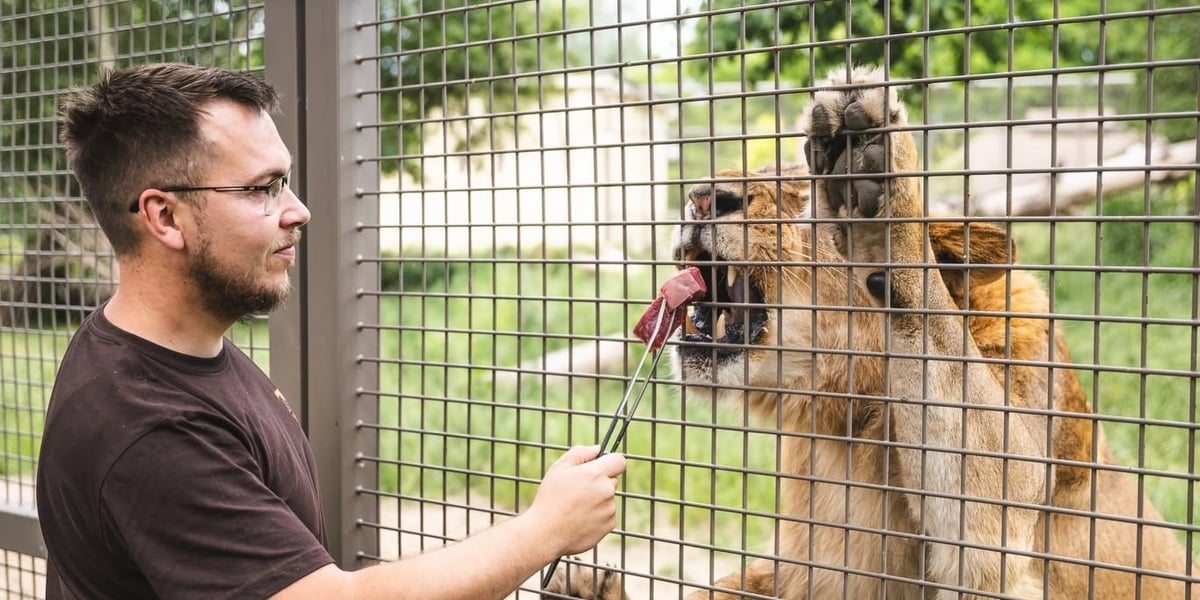 Paweł Sroka, kierownik sekcji ssaków drapieżnych we wrocławskim zoo karmi lwa.