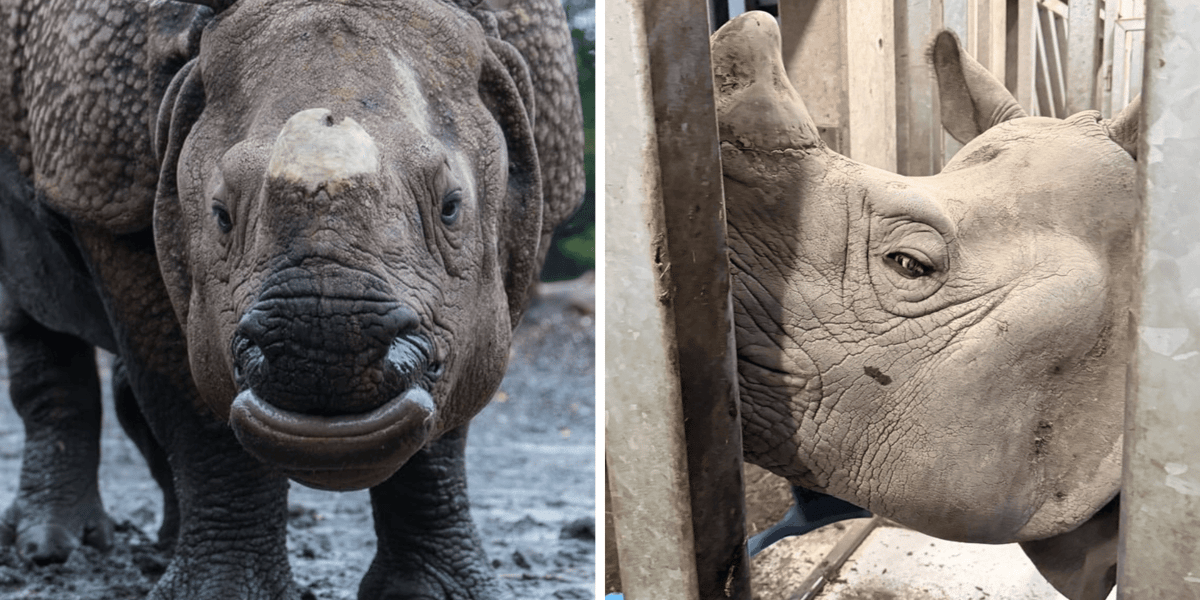 Kolaż 1 zdjęć. Z lewej samica nosorożca indyjskiego z Wrocławskiego zoo,  Maruusia, z prawej jej nowy partner, Csülök, który przyjechał z zoo w Szeged na Węgrzech
