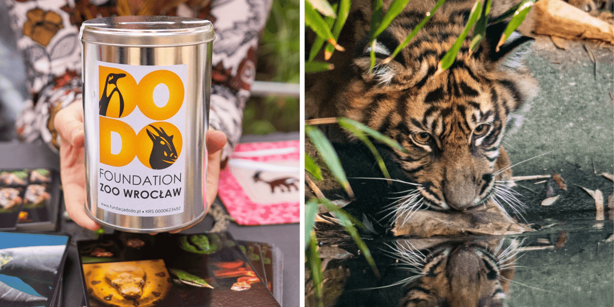 Kolaż 2 zdjęć, z lewej 10-lecie Fundacji ZOO Wrocław-DODO, z prawej tygrys sumatrzański,. jeden z gatunków wspieranych przez Fundację. 