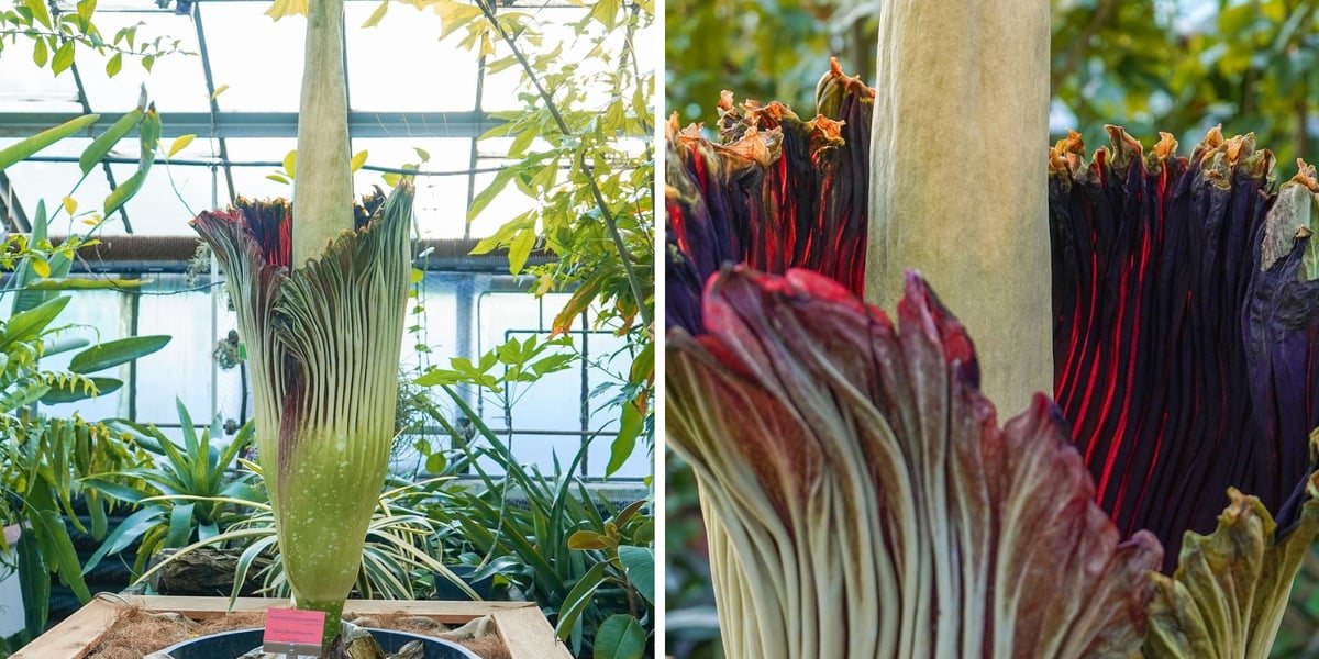 Kwitnące dziwidło olbrzymie z Ogrodu Botanicznego UWr wieczorem 25 czerwca 2026 r.