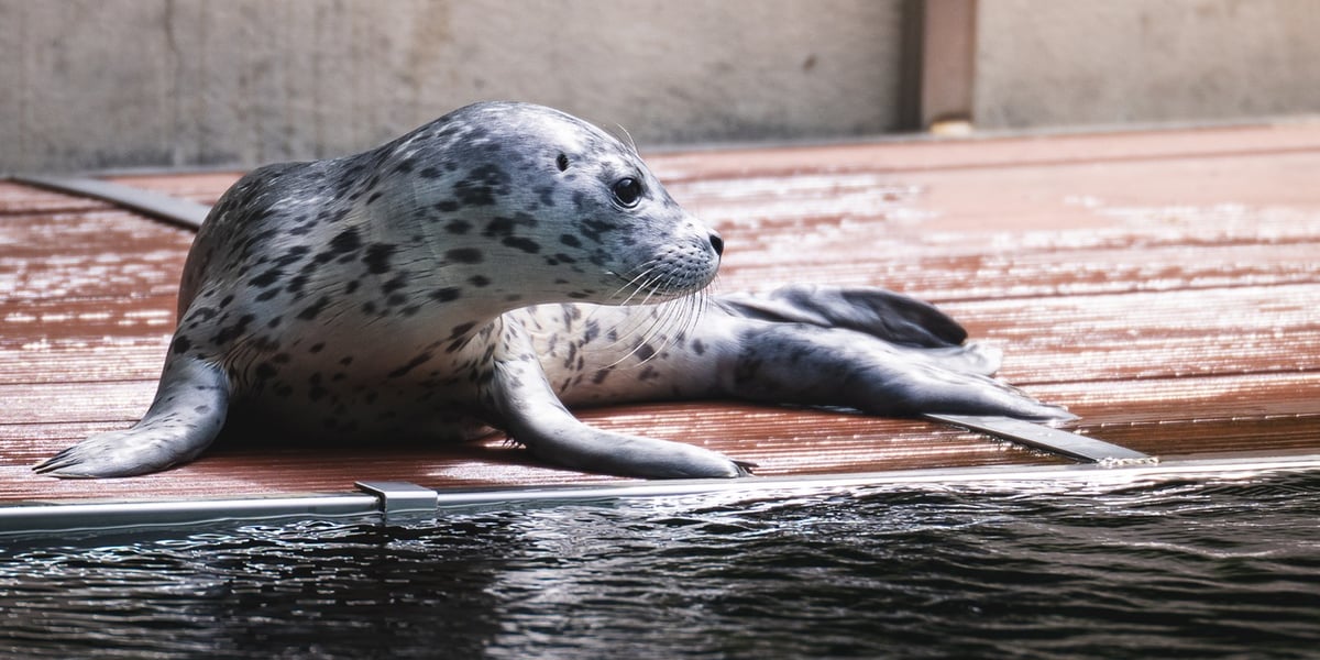 Mako, szczenię foki pospolitej z wrocławskiego zoo