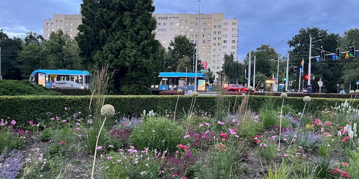 skwer przy skrzyżowani ul. Powstańców Ślaskich i Orlej, na pierwszym planie rośliny, w tle widoczny jest niebieski tramwaj
