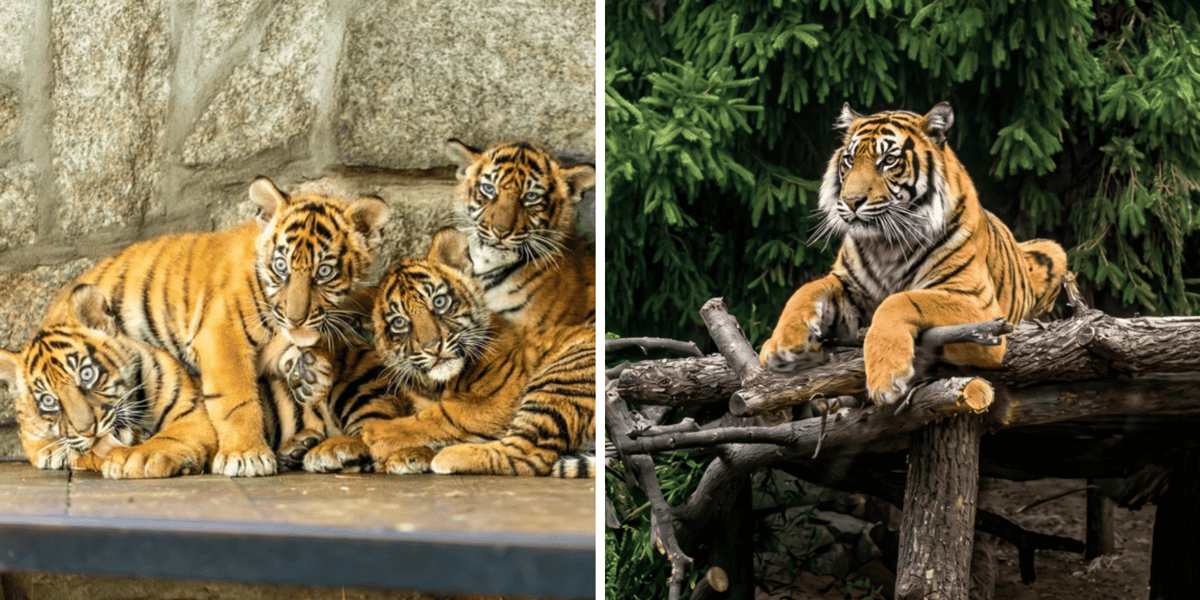 Kolaż 2 zdjęć. Z lewej tygrysy-czworaczki z wrocławskiego zoo kilka tygodni po narodzinach, z prawej jeden z dorosłych już tygrysów