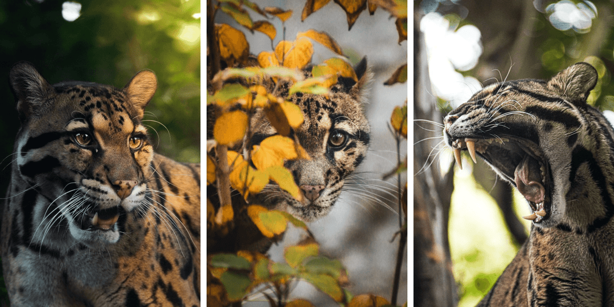 Kolaż 3 zdjęć przedstawiających pantery mgliste z wrocławskiego zoo
