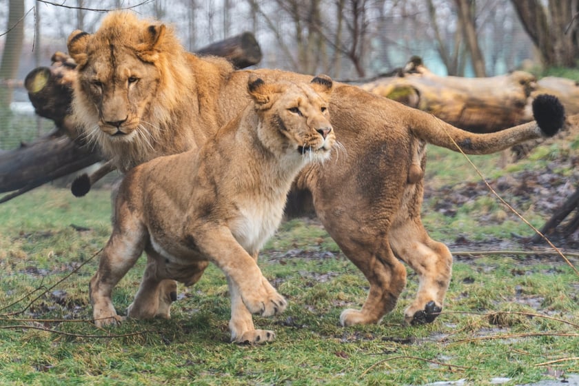 Dwa spośród trzech lwów południowych z wrocławskiego zoo - Malkia i Togo