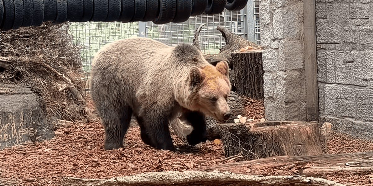 Nowy mieszkaniec wrocławskiego zoo: niespełna 3-letni niedźwiedź brunatny o imieniu Artur