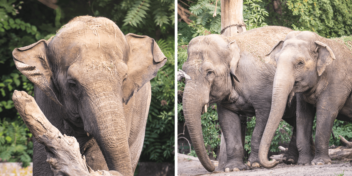 Kolaż 2 zdjęć przedstawiających słonice indyjskie z wrocławskiego zoo, Birmę i Toto