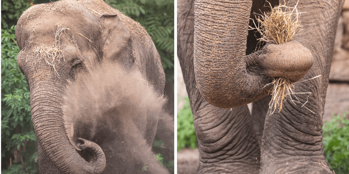 Kolaż 2 zdjęć przedstawiających słonice indyjskie z wrocławskiego zoo, Birmę i Toto