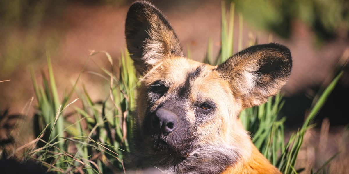 Nowy mieszkaniec zoo we Wrocławiu - likaon o imieniu Eddie