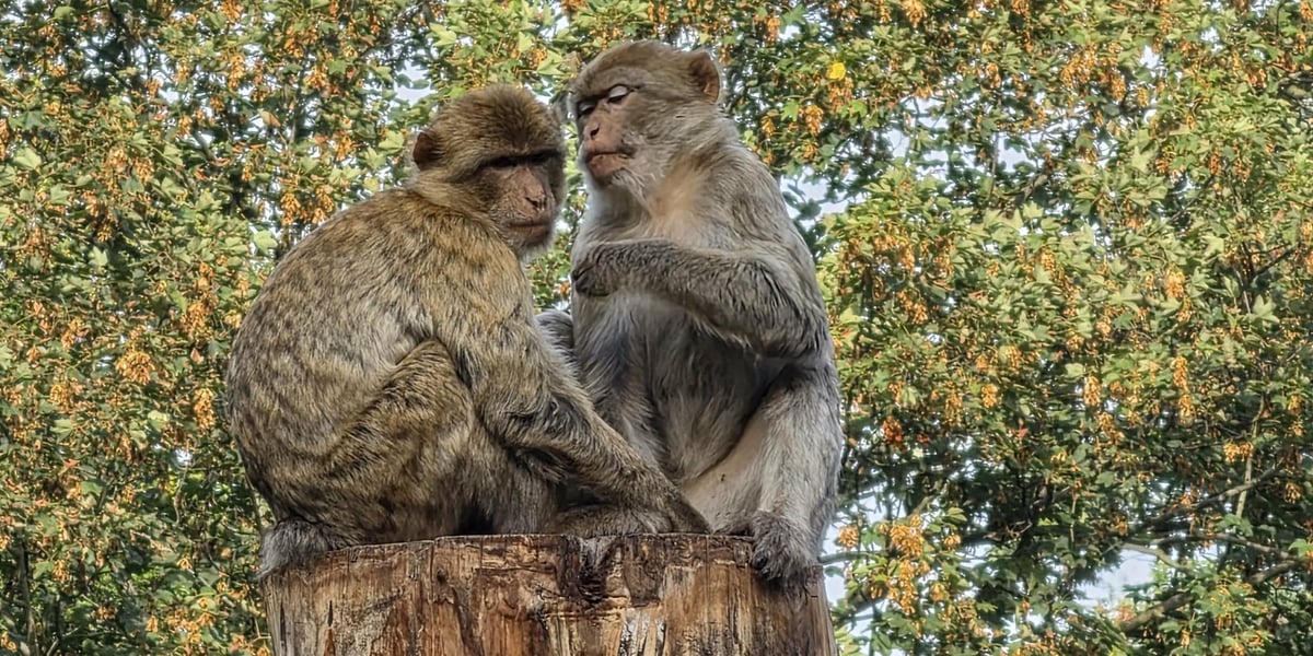 Dwa z 17 magotów korzystających z dużego zielonego wybiegu we wrocławskim zoo