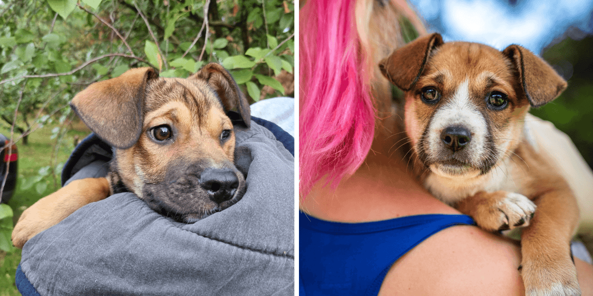 Kolaż 2 zdjęć przedstawiających szczeniaki do adopcji, Pierożnika i Zaczytkę. Nowego domu szuka dla nich GRUPA RATUJ. 