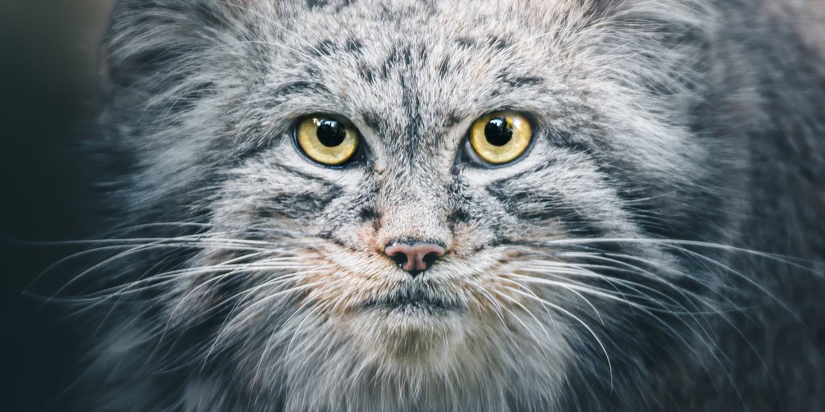 Manul Kubi