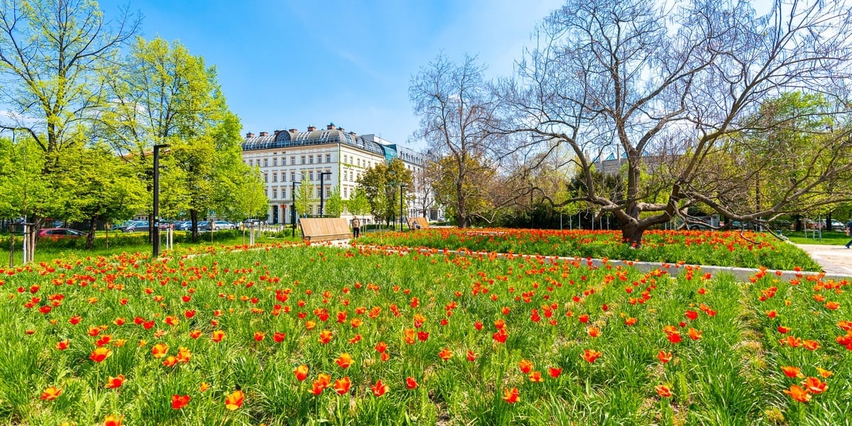 skwer Wrocławianek zakwitł tulipanami