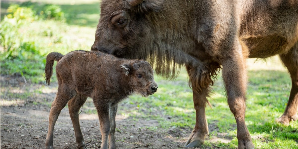 Porzeczka urodziła się w Zoo Wrocław 12 maja 2022 r.