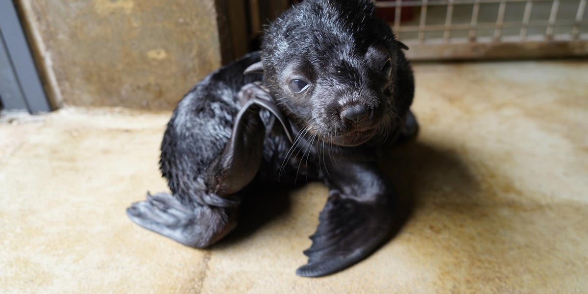 Mały kotik afrykański urodził się w Zoo Wrocław 13 czerwca 2022 r.