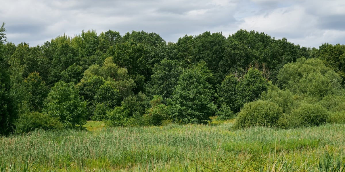 Łąka na Kuźnikach