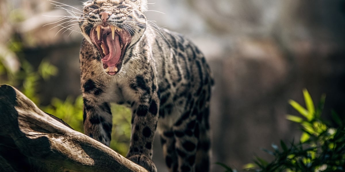 Pantera mglista we wrocławskim zoo